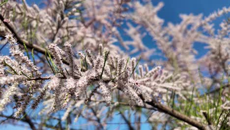 macro shot of pink tamarisk flowers with bokeh effect