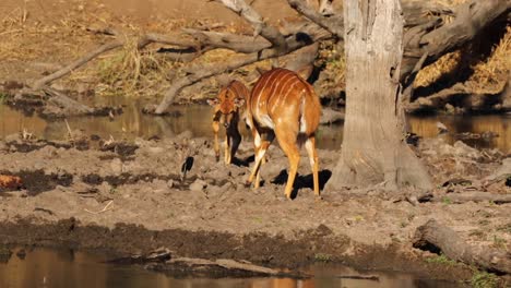 los jóvenes toros de nyala juegan peleando en la orilla del agua de un lago en sudáfrica