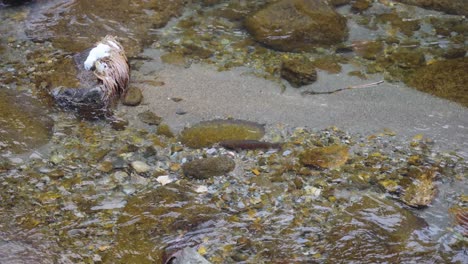 Trout-Swims-in-Clear-Mountain-River-of-Ginzan-Onsen,-Obanazawa,-Yamagata-Japan