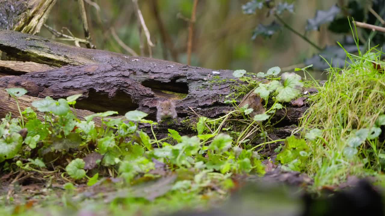 Tiny vole navigates leafy forest floor, slowly sniffing debris and peeking around twigs