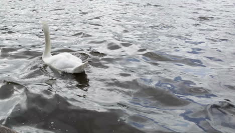 cisne blanco