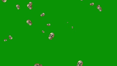 caídas de cráneos gráficos de movimiento con fondo de pantalla verde