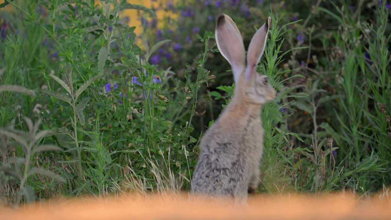 Cape hare (Lepus capensis), also called the brown hare and the desert hare eating alfalfa grass.