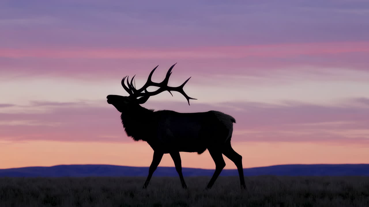 Elk Silhouette Against a Colorful Sunset Sky