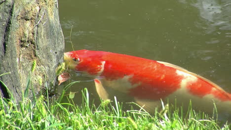 colorful koi feeding near a rock at the edge of a pond