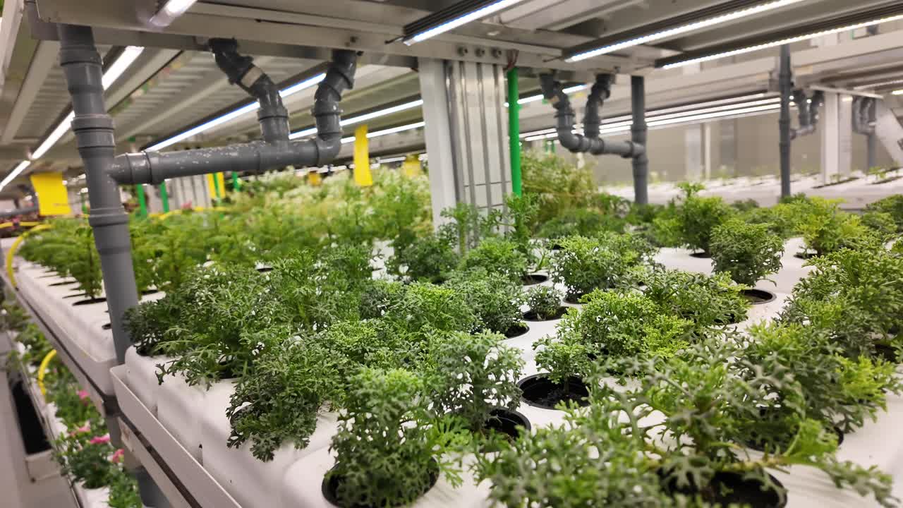 Sustainable greenery inside a modern indoor farm