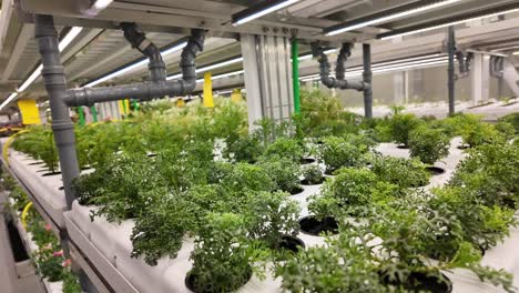sustainable greenery inside a modern indoor farm