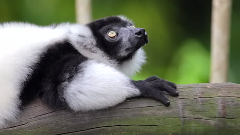 black-and-white ruffed lemur looking up while resting on the tree branch in singapore - closeup shot