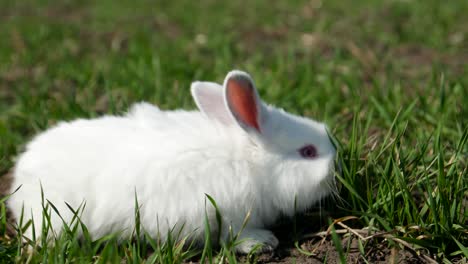 White rabbit in green grass, Calm and sweet little white rabbit sitting on green grass, cute bunny