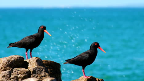 Two-African-black-oystercatcher-birds-on-coastline,-ocean-background