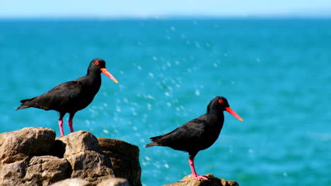 dos aves de la ostra negra africana en la costa, con fondo oceánico