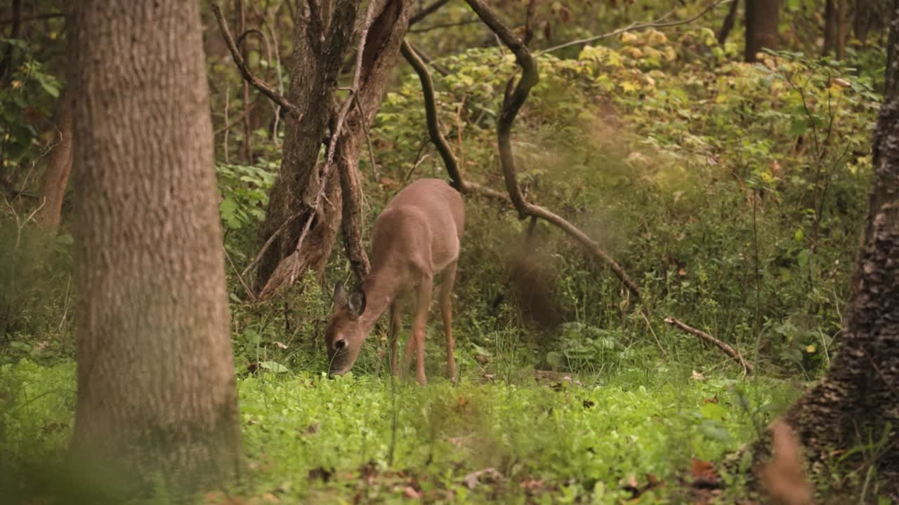 cervatillo de venado de cola blanca hembra comiendo trébol en el bosque