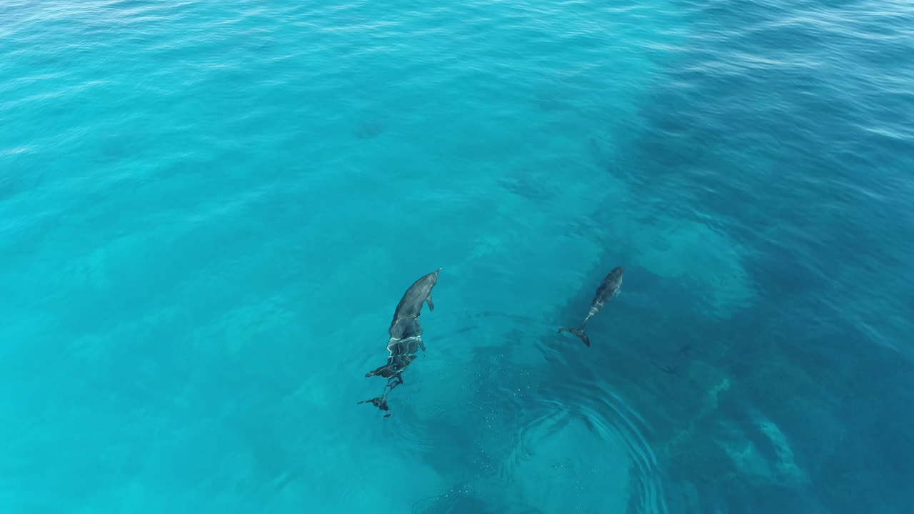 Dolphins Swimming in Clear Turquoise Ocean Water