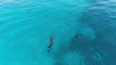 dolphins swimming in clear turquoise ocean water