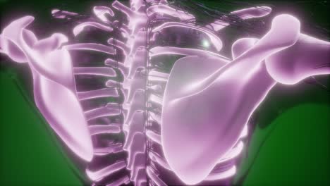 cuerpo humano con huesos esqueléticos visibles