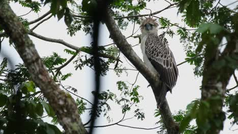 Looking-towards-the-camera-while-moving-its-head-around-to-see-from-a-distance-during-a-windy-cold-afternoon-in-the-jungle,-Philippine-Eagle-Pithecophaga-jefferyi,-Philippines