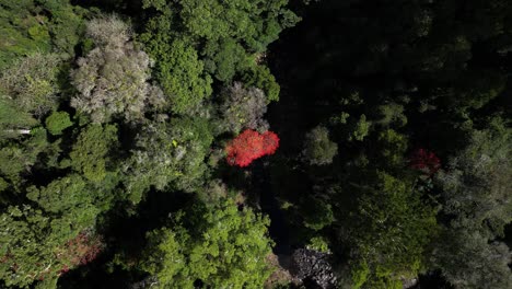 slowly descending down over a flame red tree beside a running stream in a green forest