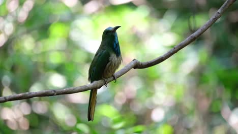 camera zooms out as this blue-bearded bee-eater looks around while perched on a vine, nyctyornis athertoni, thailand