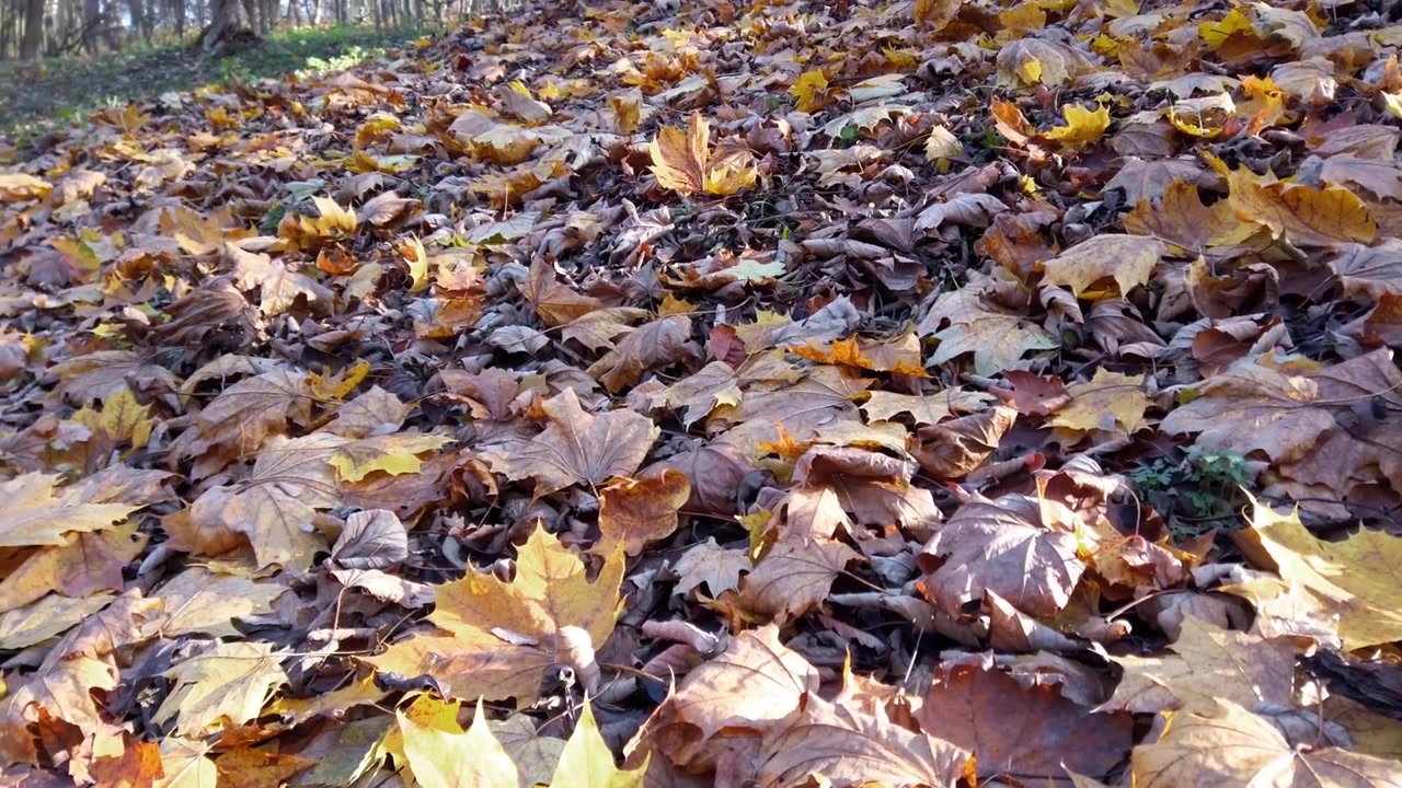 Herbstlaub im Park