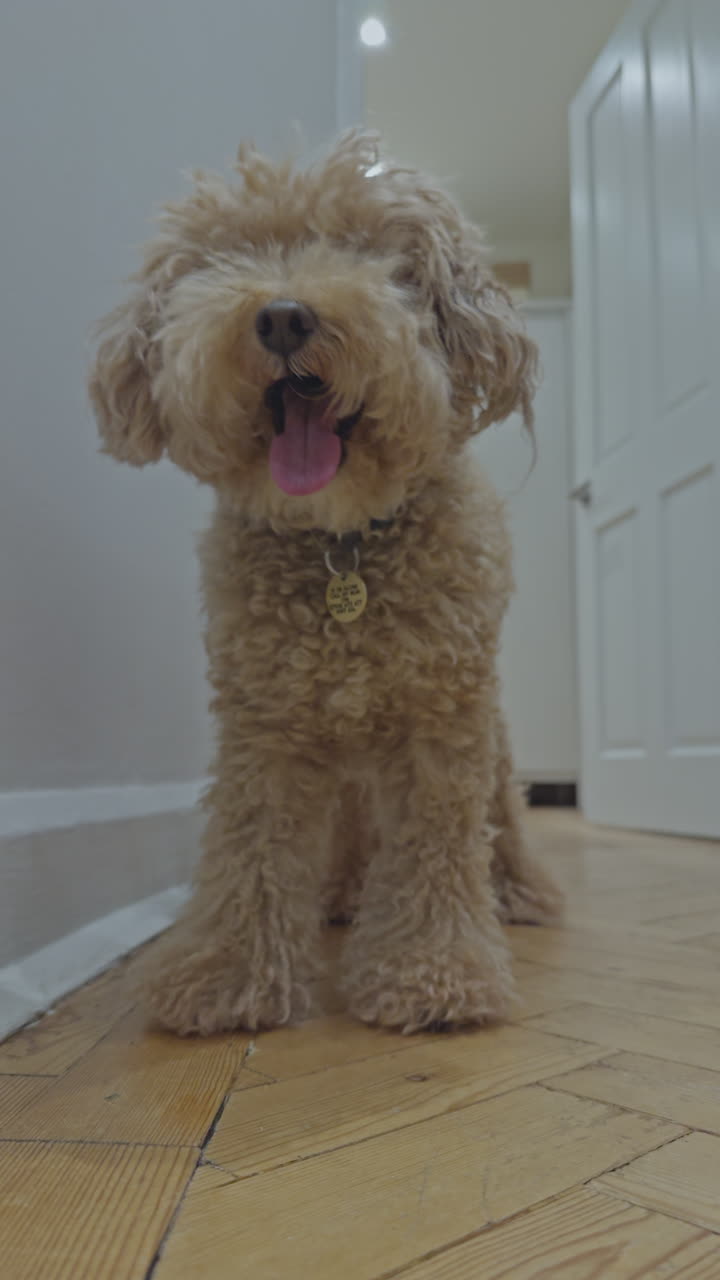 adorable perro caniche de juguete en el interior relajándose en vertical
