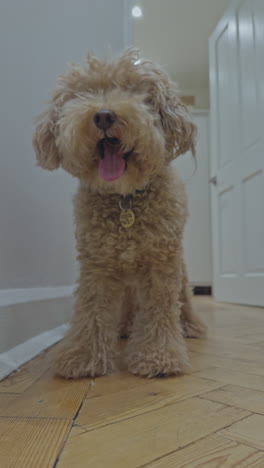 adorable toy poodle dog indoors relaxing in vertical