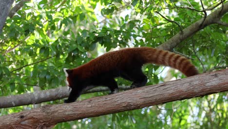 panda roja caminando a lo largo de una rama de árbol