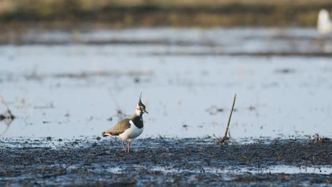 Kiebitz-Vogelfütterung-Während-Des-Frühlingsmorgens-überschwemmte-Wiese