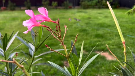 flor de adelfa en el jardín con un aspersor de césped en el fondo