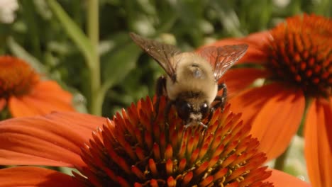 Extreme-close-up-of-bee-pollenating-and-flying-from-an-orange-helenium-flower-in-spring