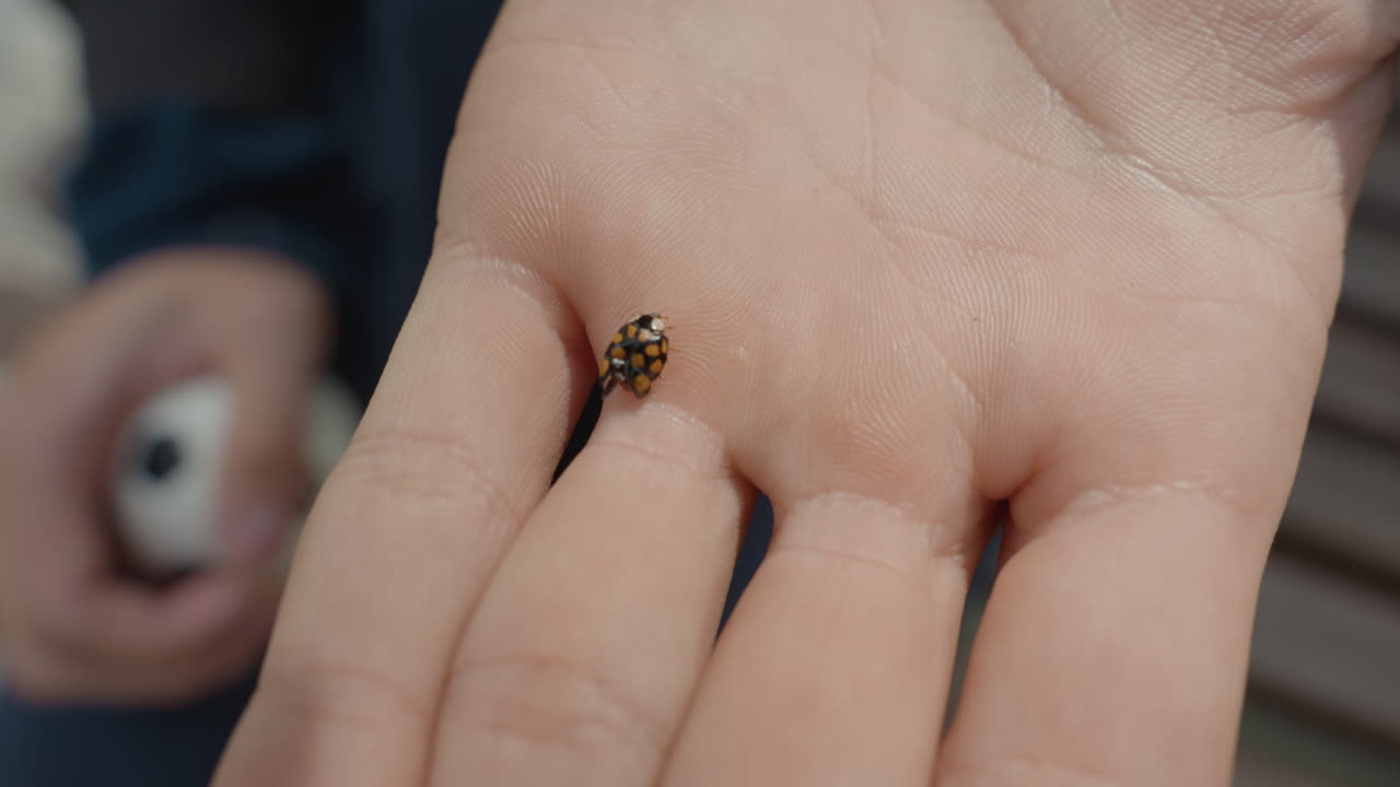 Primo piano di una mano di bambino che tiene un ciuccio con una coccinella visibile, un minuscolo coleottero maculato che esplora il palmo, luce diurna soffusa e profondità di campo ridotta, caregiver e panchina sfocati sullo sfondo, movimento delicato