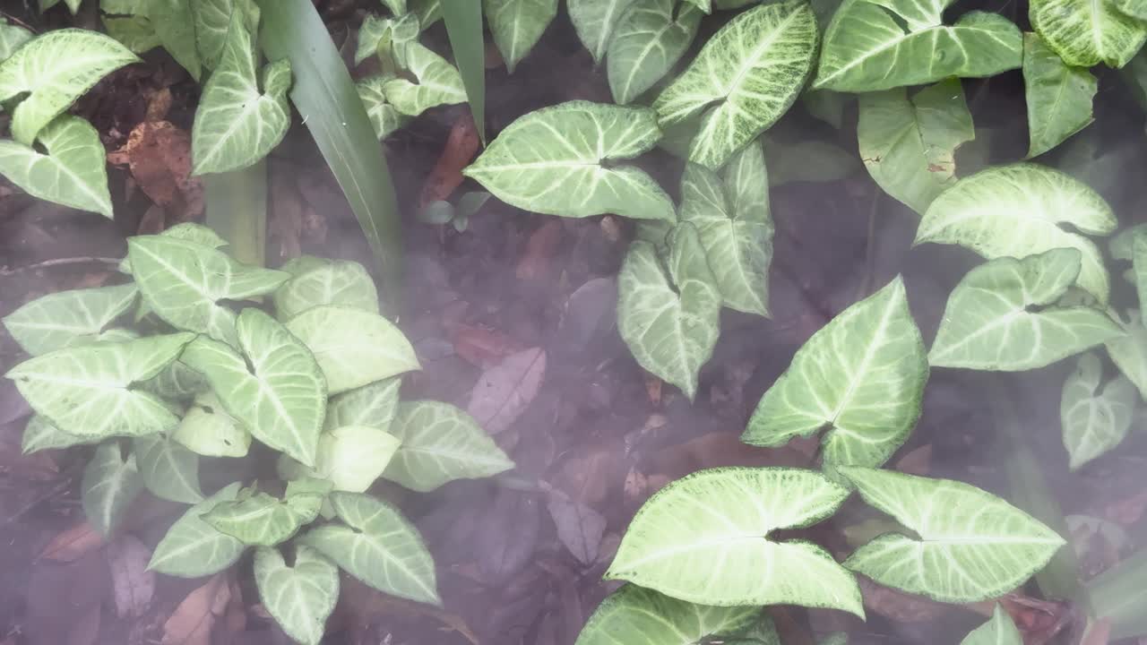 Thin smoke drifts over Arrowhead plants in a shaded garden, soft natural daylight, static camera