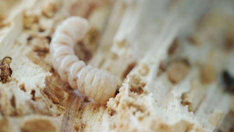 Larva-Del-Escarabajo-Triturador-En-Un-árbol-Podrido.