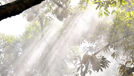 farmer's spraying liquid fertilizer on big, tall durian tree