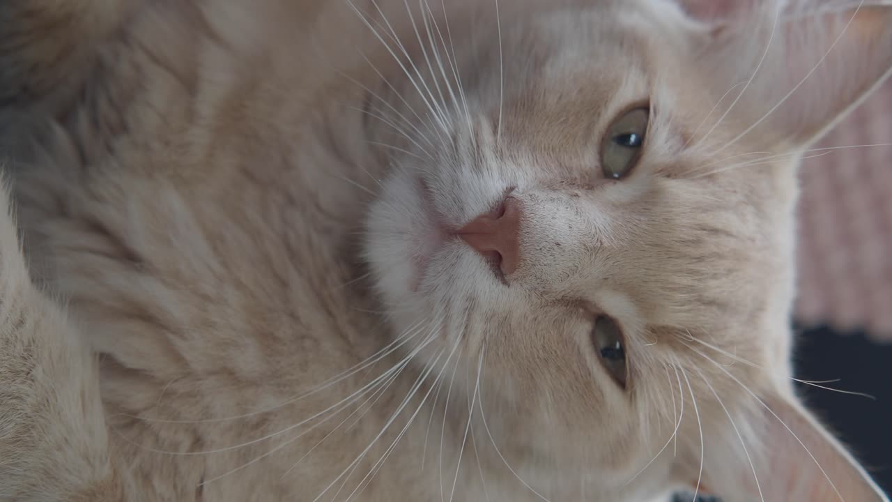 Close-up Portrait of a Ginger Cat