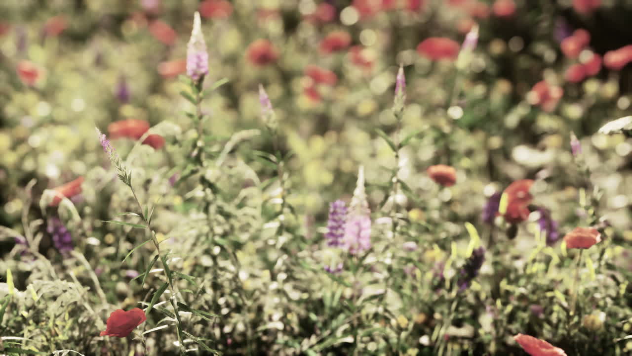 prado de verano multicolor con flores de amapola rosadas y rojas