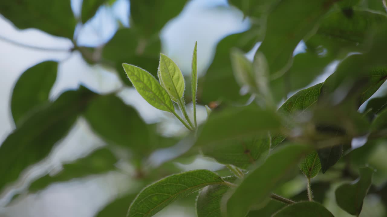 disparo de cerca de una planta con hojas verdes en una mañana de primavera