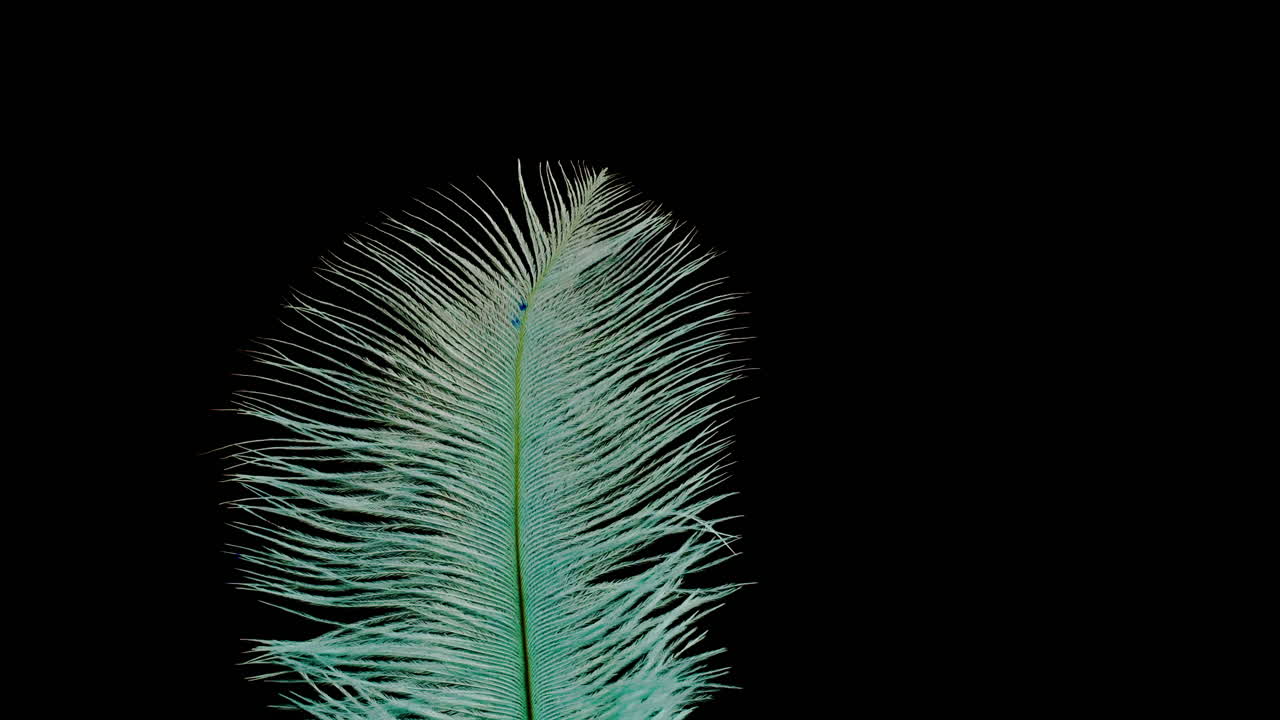 Teal Peacock Feather Close-up
