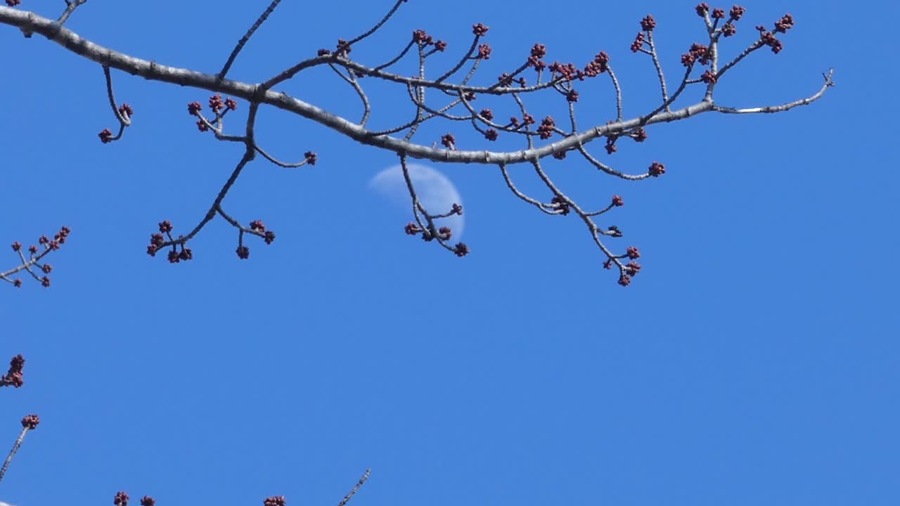 First-quarter moon in daytime against a brilliant blue sky as see through budding branches in springtime
