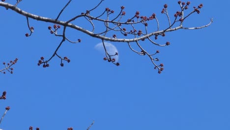 first-quarter moon in daytime against a brilliant blue sky as see through budding branches in springtime