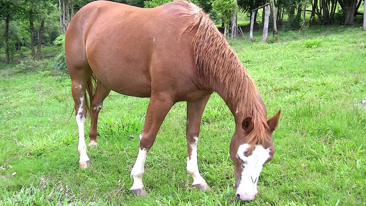 En hest på åben mark spiser græs om sommeren i Brasilien
