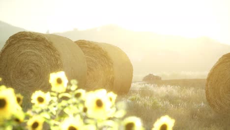 hay bales in the sunset