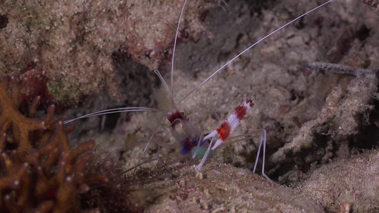 밤에는 산호초에 깨끗한 새우