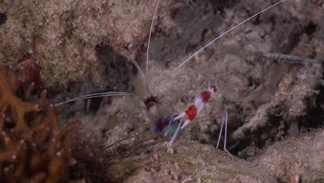 Cleaner-shrimp-on-coral-reef-at-night