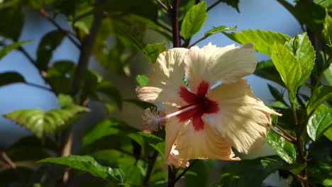 Shoeblackplant-Flor-Muy-Hermosa