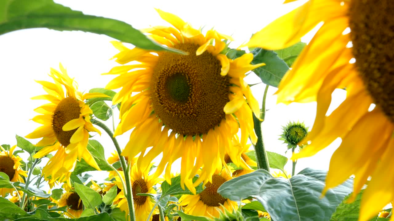 밝은 빛의 여름날에 꽃이 피는 해바라기 들판과 밝은 뒷빛의 태양.