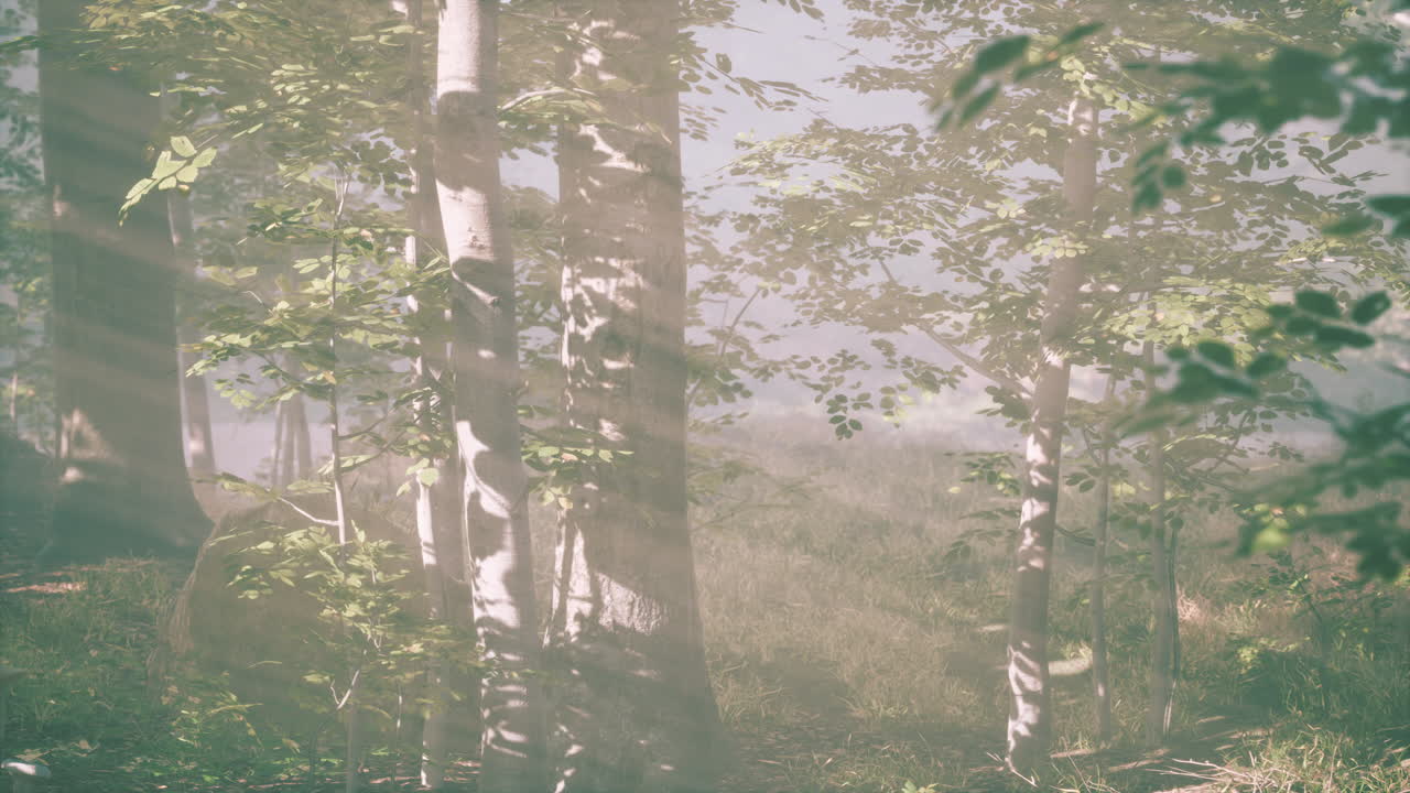안개가 많은 아침에 숲 속의  ⁇ 빛