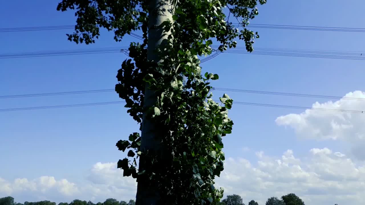 高壓電柱的平滑射擊,'s-gravenpolder, zeeland, 荷蘭