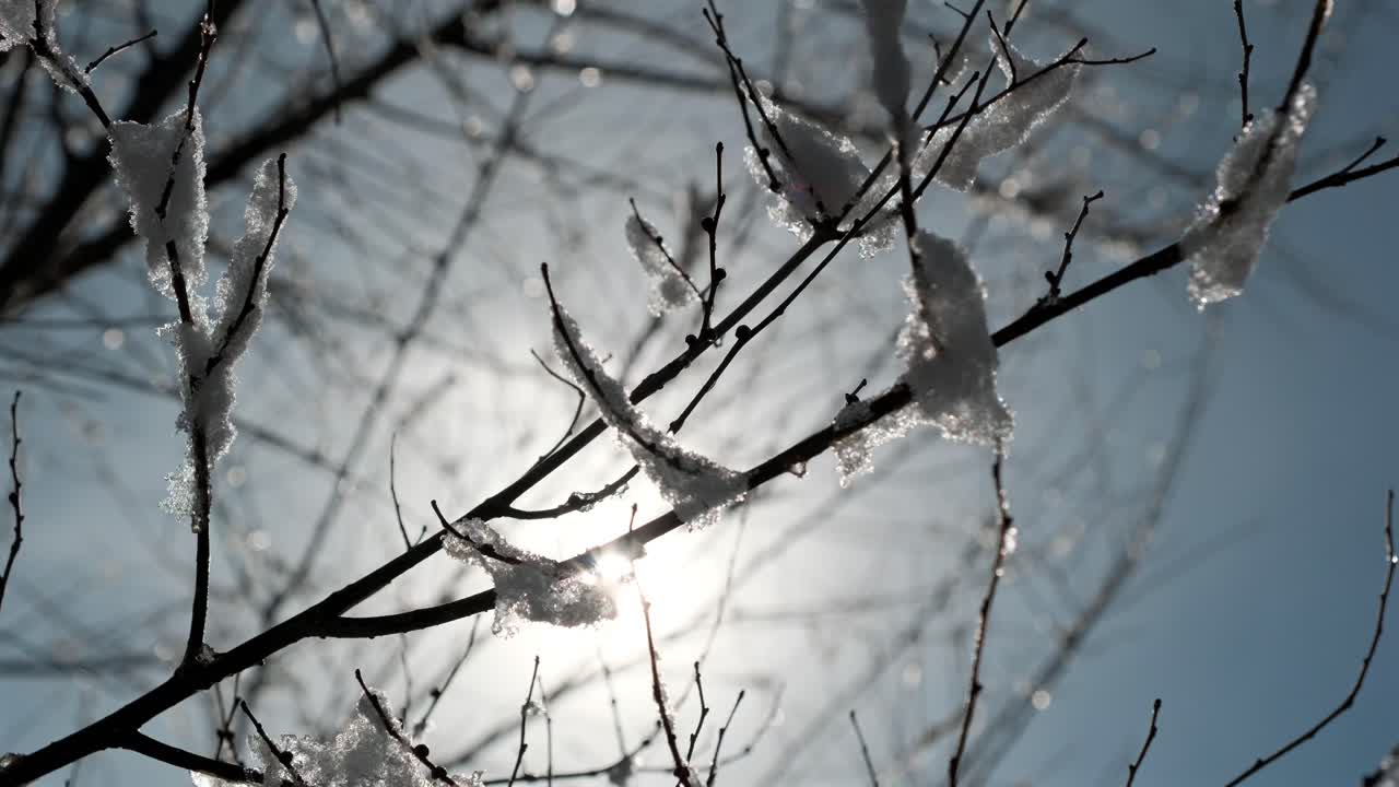 Eine filmreife Zeitlupe in Nahaufnahme fängt helles Sonnenlicht ein, das schmelzenden Schnee und Eis auf kahlen winterlichen Baumästen hinterleuchtet. Das glitzernde Tauwetter erzeugt eine heitere, jahreszeitliche Atmosphäre.