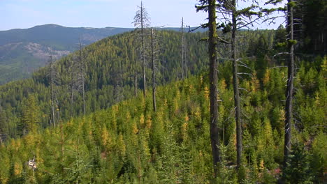 Immergrüne-Bäume-Wachsen-In-Einem-Sich-Erholenden-Wald