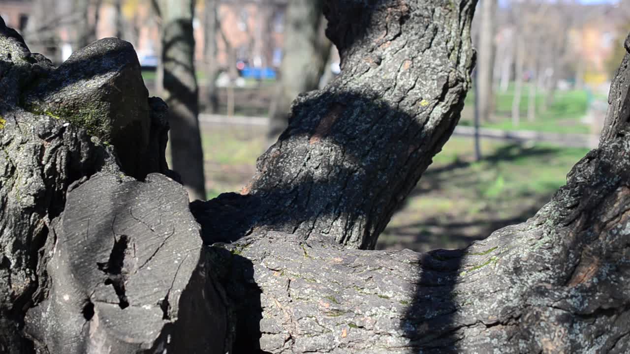 Early spring. Trees in park